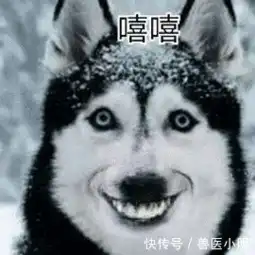  二哈被关在笼子里闷闷不乐,主人拿来酸奶,下一秒画风突变