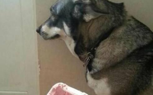  狗狗犯了错耷拉耳朵的表情太萌了,终于体会到什么叫被气笑了