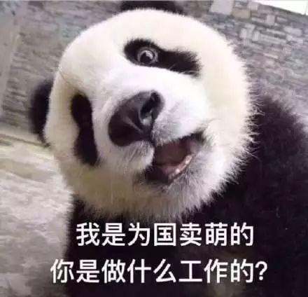  熊猫表情包来了