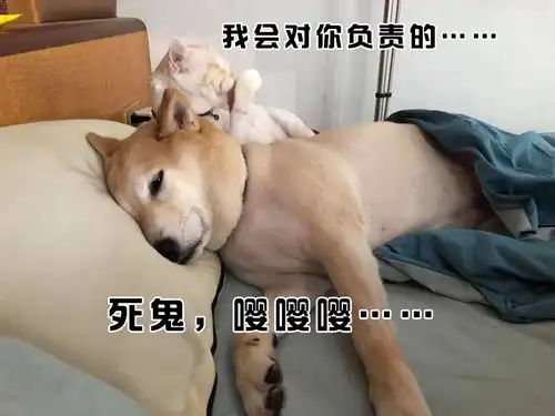  沙雕喵星人汪星人的表情包,你是要笑死我