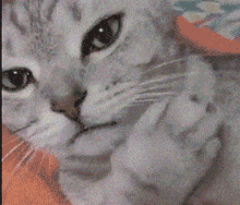 猫猫动图gif表情包