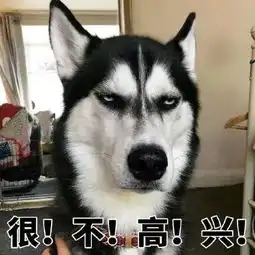  今天,为哈士奇正名