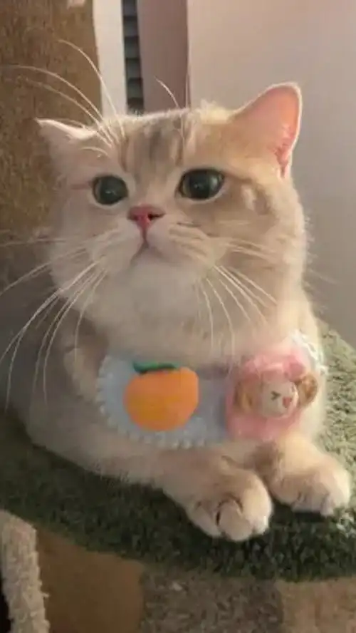  小猫咪这样哼哼唧唧是会被欺负的恶龙咆哮猛男必看