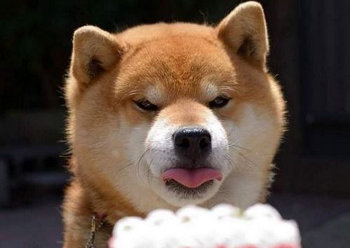  趣图柴犬真的太萌啦,这组素材目测会被做成表情包吧