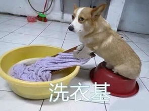  那两只柯基猪又吵架了