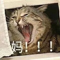 胖肉表情包你妈