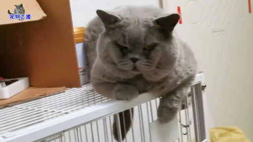  主人给全家猫准备晚餐,胖公猫夫妻在一旁焦急等待,表情里全是戏
