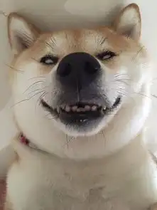  就问你敢不敢和柴犬对视