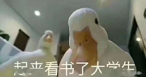  以勤除疫小金与厨房二三事