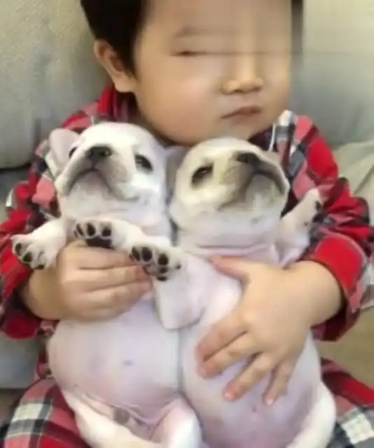  萌宠狗狗你这表情是有多不情愿让小胖哥抱着看着你好痛苦啊