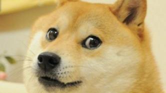  doge