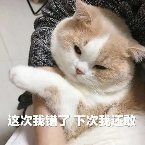  打猫,切勿打这它5个部位,会要了猫命