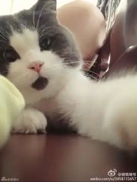  omg猫走红肉脸激萌惊呆状撞脸王诗龄