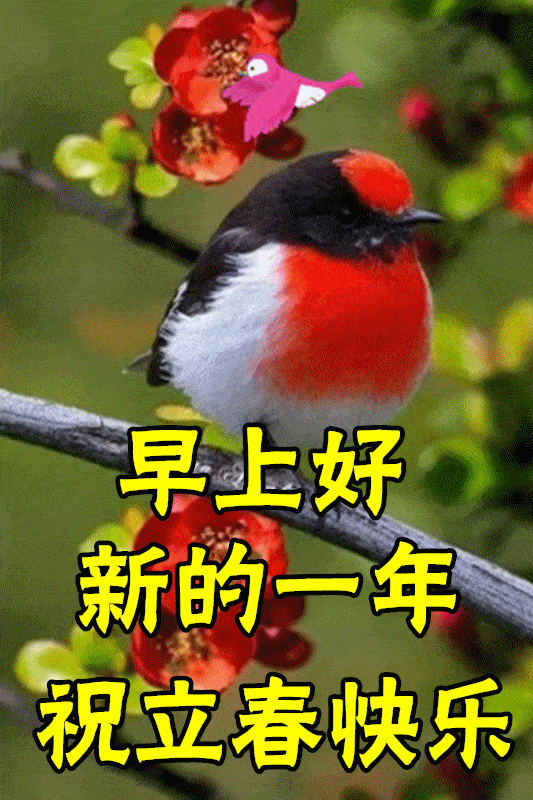  立春最漂亮早上好动态表情图片,早晨好动图美图大全绝美春日报春花,漂亮迎接2022