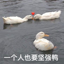  猫狗吸多了,没想到我会吸一只鸭