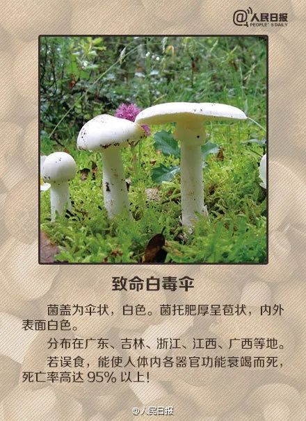  有剧毒千万别吃夫妻双双被毒倒