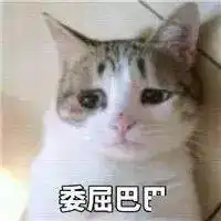  一群委屈巴巴的猫咪正在看着你