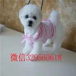  秦皇岛哪里有卖比熊犬的长不大的比熊犬双血统比熊犬比熊犬掉毛吗