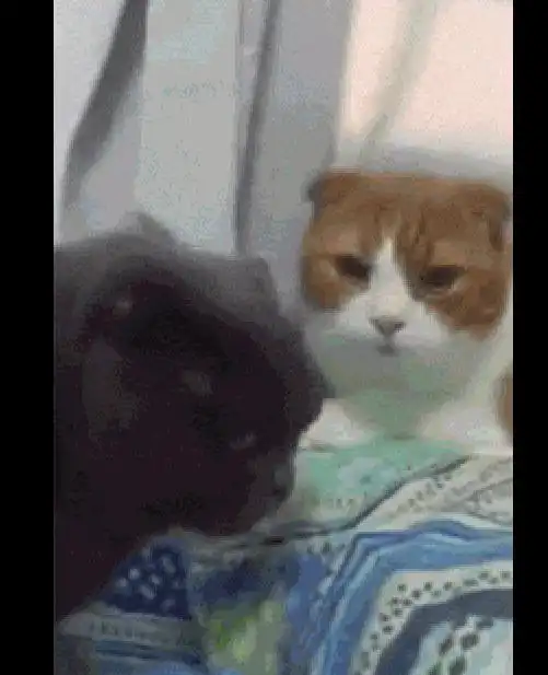  网友给两只猫洗了澡后,结果它们却不认识对方了,表情好疑惑呀