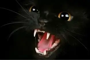 魔性真人笑容表情包黑猫