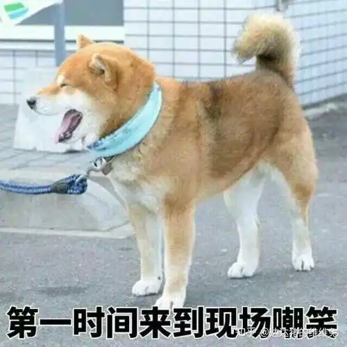 沙雕表情包软件柴犬