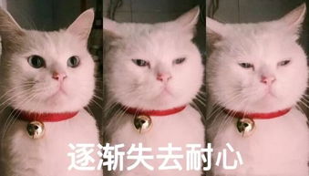 自暴自弃表情包猫咪