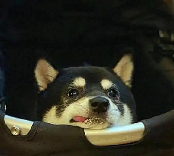  柴犬年老掉牙却成为表情包,主人每日悉心照料,只为给爱犬养老