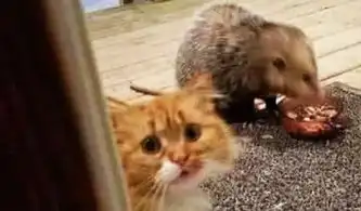  铲屎官嫌橘猫太肥,用妙计帮它减肥,最后橘猫的表情却让人笑喷