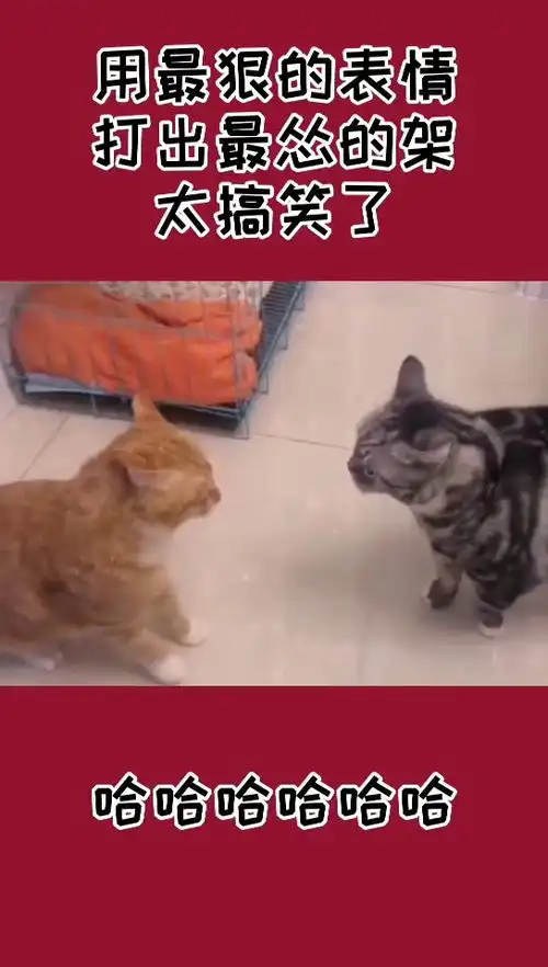  用最狠的表情,打出最怂的架,太搞笑了
