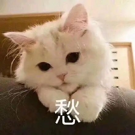  玫瑰沾白糖的相册天使猫猫的表情包