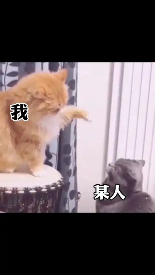 真怂表情包打电话