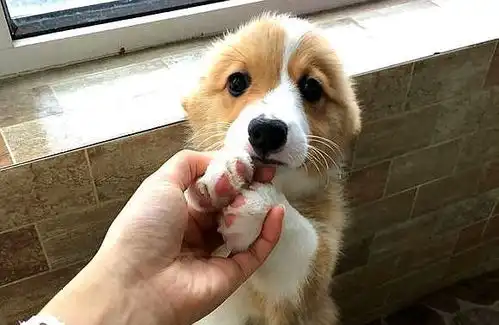  看着柯基犬趴在窗台处,主人把它抱下去后,也是个撒手没
