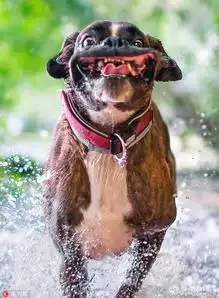  匈牙利摄影师抓拍爱犬丰富表情