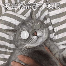  现代人虐猫的三大行为58买猫,淘宝买粮,百度求医