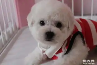  图郑州哪里出售比熊比熊出售比熊犬照片比熊犬价格郑州宠物狗