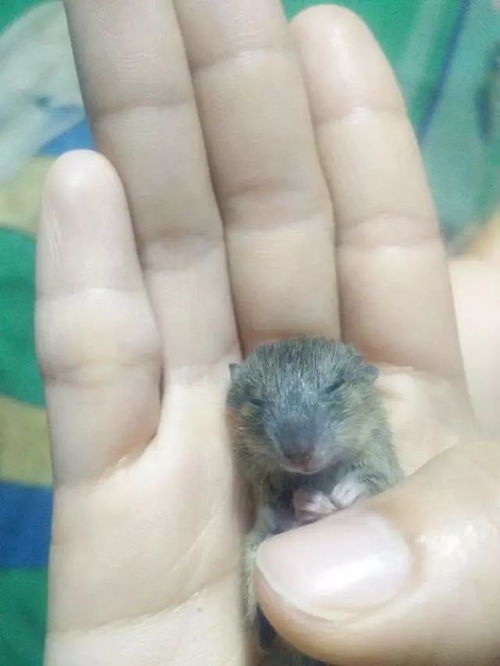  收留的流浪猫半夜抓来小老鼠一只,向铲屎官邀功