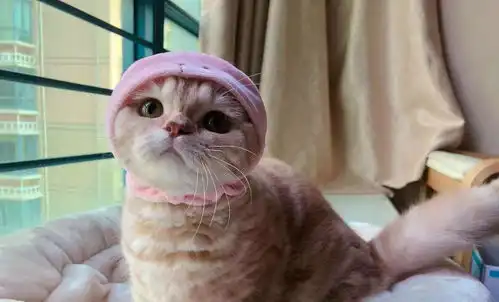  每次给猫咪铲屎,猫咪都要在旁边看,这是为什么