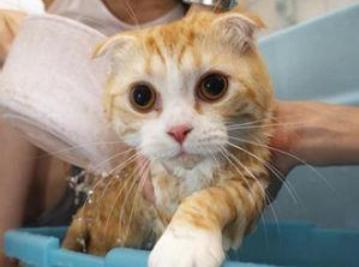 动漫猫咪卖萌表情包养猫