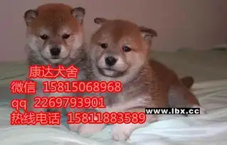  佛山哪里买柴犬好佛山哪里有卖健康柴犬狗