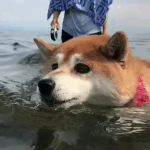  最全微信柴犬表情包大全合集,搞笑斗图贱表情包
