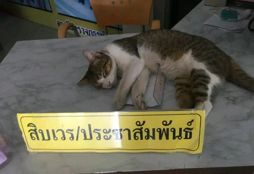  卖萌抓老鼠调解民事纠纷成都第一只官方警猫火了哈哈哈