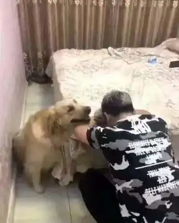  主人装哭,金毛上前安慰,主人一抬头吓了金毛一大跳