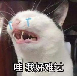  面试官招聘黑话全曝光校招也太太太太难了