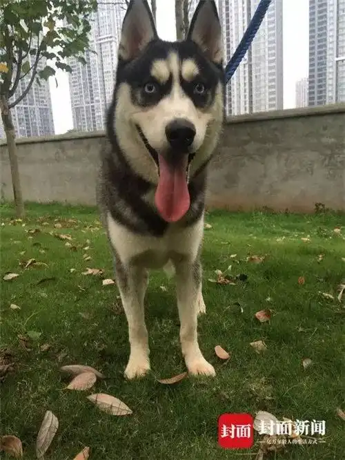  哈哈哈这寻狗启事也太佛系了吧