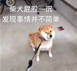  柴犬发现事情并不简单表情包