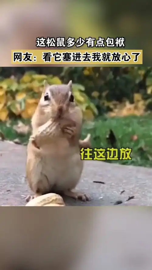  这松鼠多少有点包袱动物