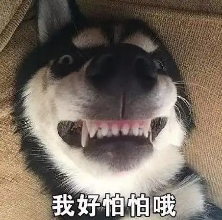  主人把哈士奇关在阳台结果下午一看被气哭二哈现在流行破洞牛仔裤