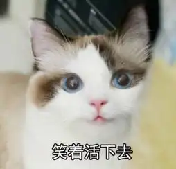 算我求你的表情包猫猫咪