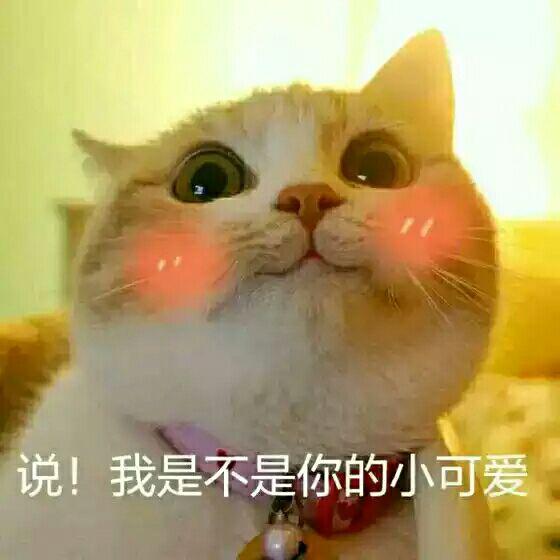  有哪些表情包可以用来撩汉