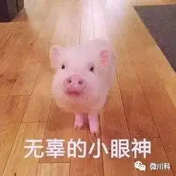  大年初三,小科用42个萌猪表情包向你拜年